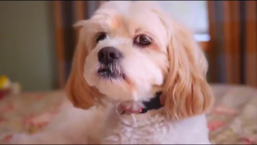 Beautiful Dog's videos|| funny dog's videos