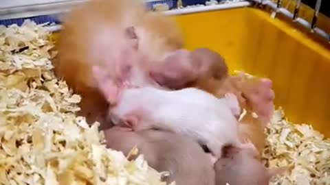 Peanut 🥴 hamster attacked by her milky babies _