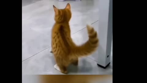 Michael jackson cat