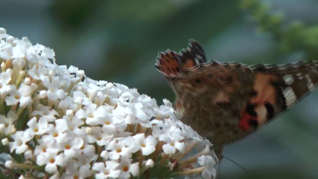 Peacock butterfly