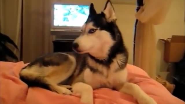 watch this ;Top 10 Funny and Cute Dog Videos