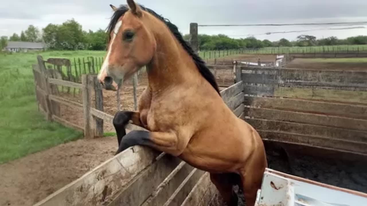 Watch these Funny and Cute Horse Videos 😂