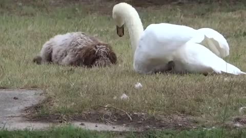 FUNNY VIDEOS🤣😹SWAN VS DOG🙀🙀