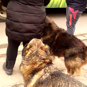 Smart dog crossing road