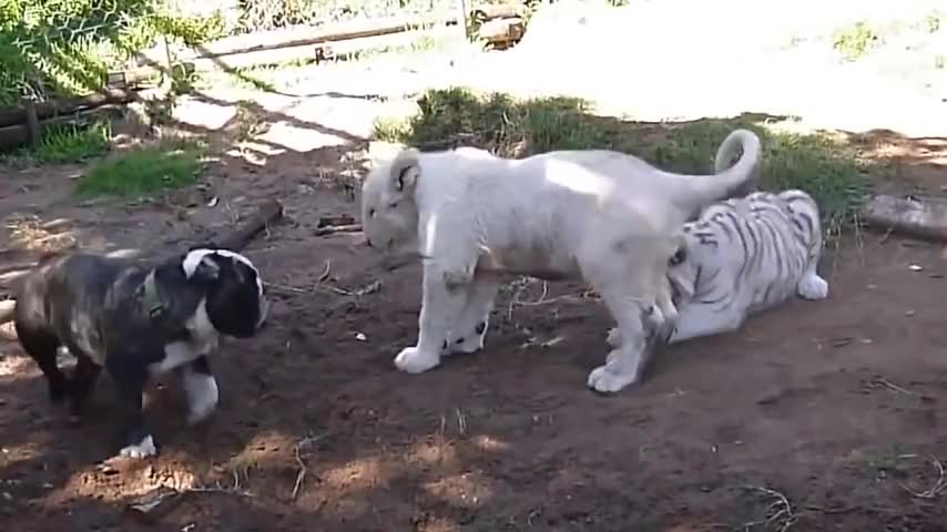 Tiger and Lion Vs Little Dog