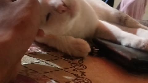 Purrfectly Adorable: Heartwarming Moments with Our Feline Friends"