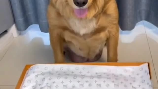 Cute animals funny videos