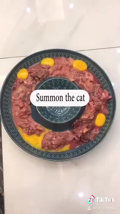 Which cat do you like best, tell me in the comment section🥺👉🏻#catslovers #kittycat #cutekitty