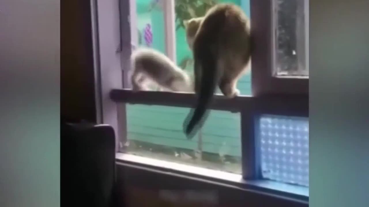 Unbelievable Cuteness Overwhelmingly Captivates in this TikTok Masterpiece!