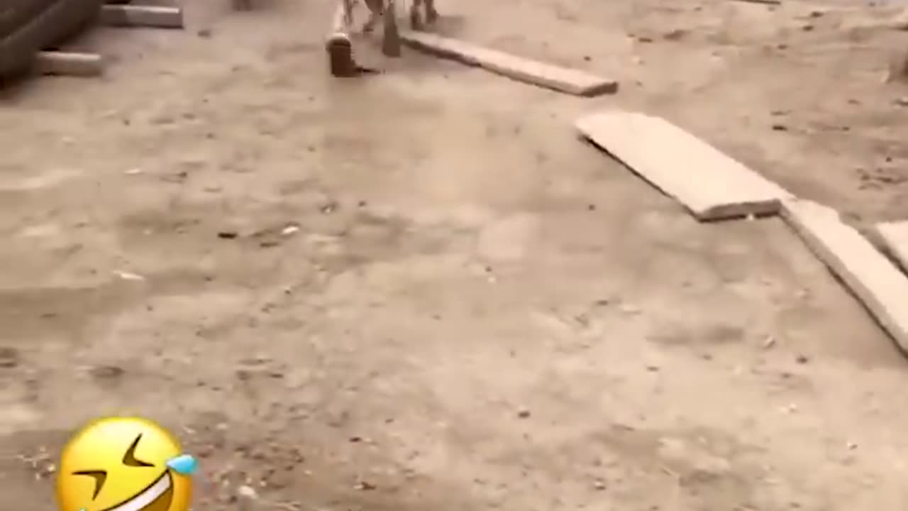 Funny Animal Videos Of The Day