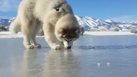 🤣 Awesome Funny Pet Animals Life Videos 😇
