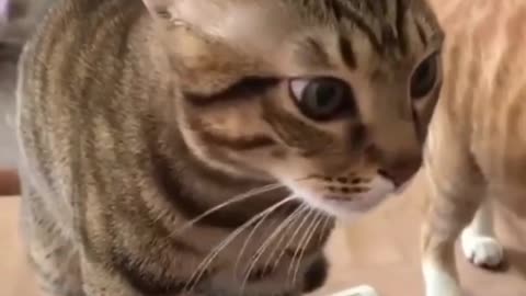 Funny animals video #shorts#funnyfail