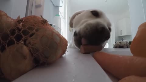 How to transform a misbehaved dog to a tamed and obedient one.