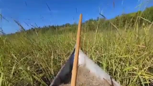 The Truth behind harvesting Wild Rice