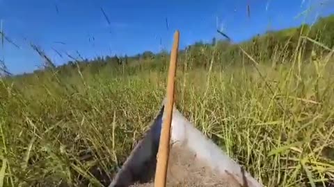 The Truth behind harvesting Wild Rice