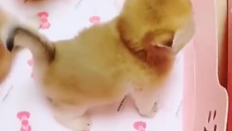 Do you like cat