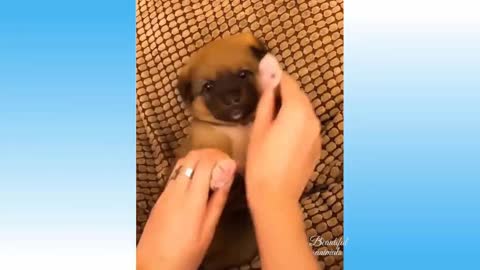 baby puppy |animals funny moment |try to don't laugh