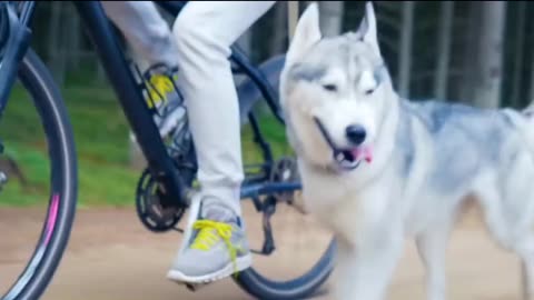 beautiful_dog_love