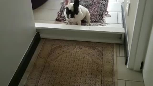 French Bulldog thwarted by tiny barrier