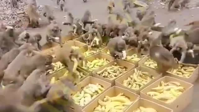 Today is, the monkeys' banana party (serve yourself)