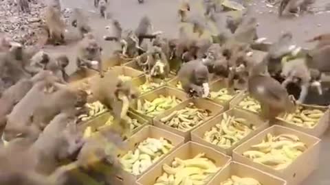 Today is, the monkeys' banana party (serve yourself)