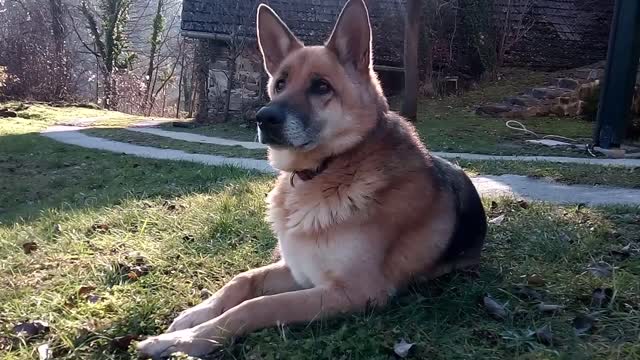 A German Shepherd Sitting On Grass
