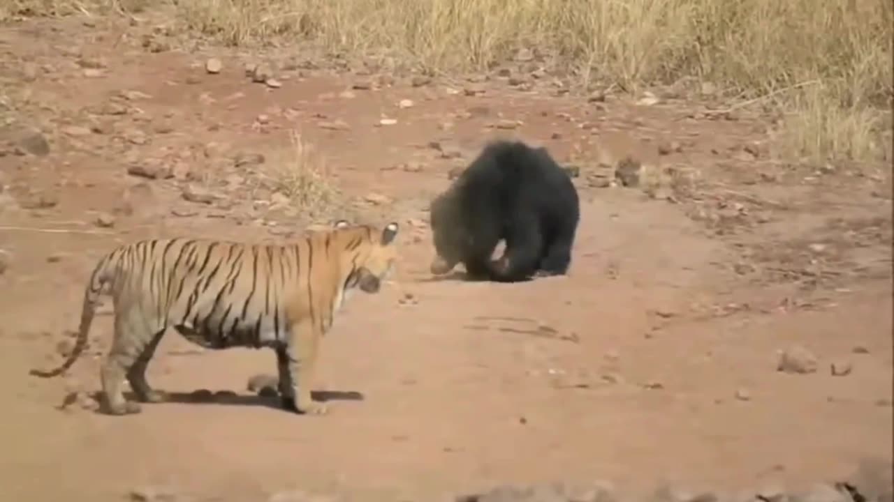 Unexpected Outcome: Tiger's Battle with a Formidable Badger