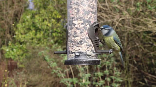 A group of birds eating from a food affair and quickly flee