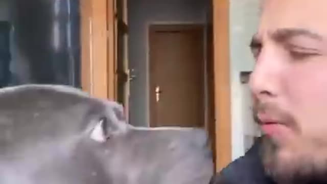 Funny Dog Videos