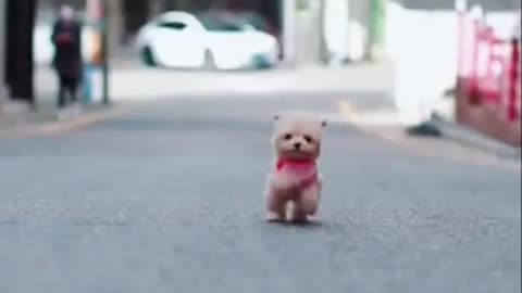 Baby dog and cute run fast