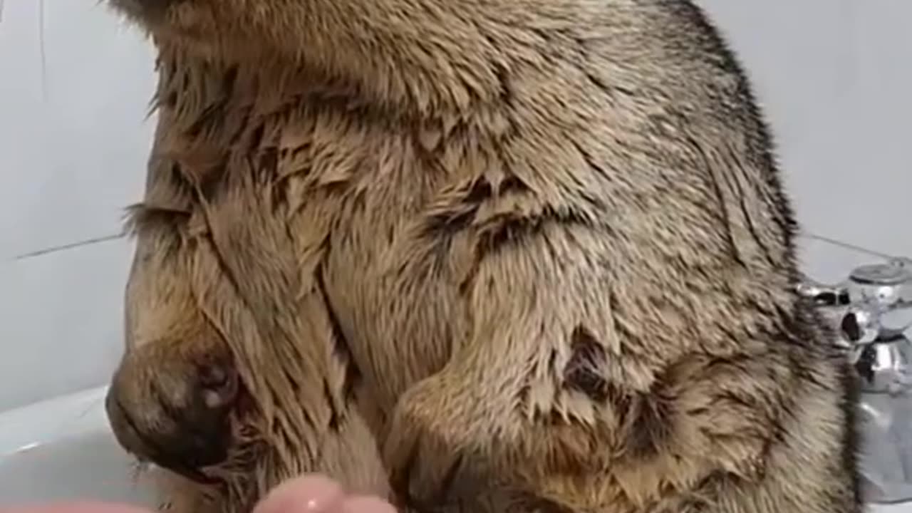 Cute beaver takes a bath