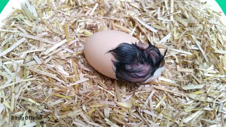 cute baby chick hatching