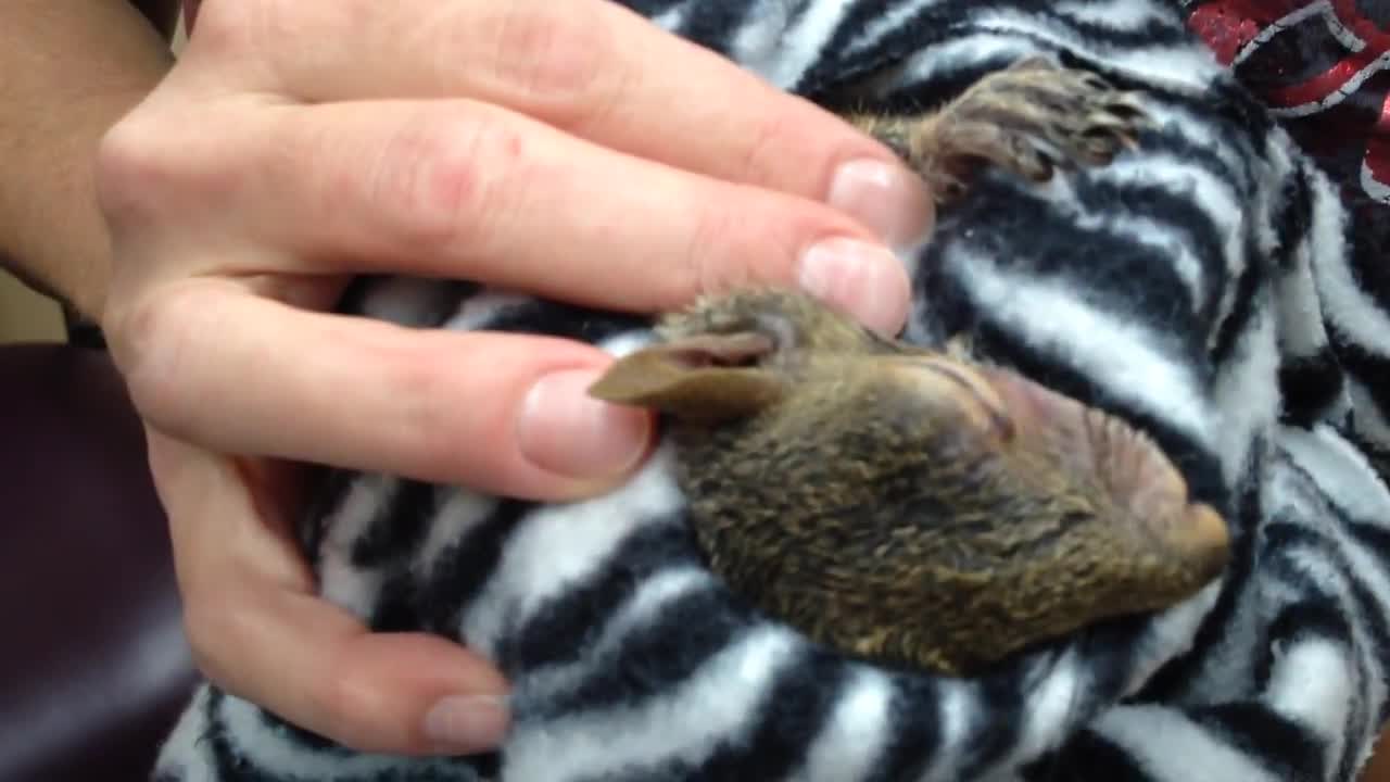 Grey squirrel with cheek abscess