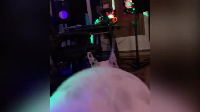 Dog dancing