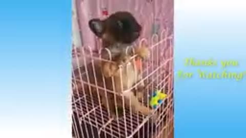 Funny And Cute Cat'S Life (Part 11) Cats And Owners Are The Best Friends Videos