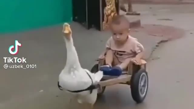 Goose pulls the child, how do you like Elon Musk 😂