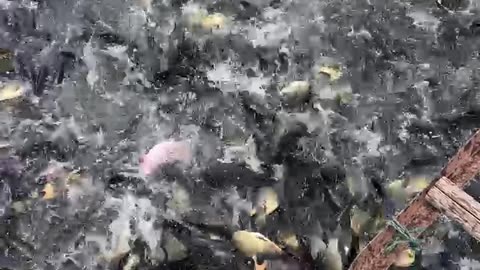 feed tilapia fish