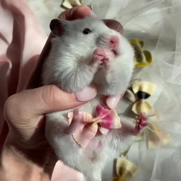 White rat being fed in hands FHD