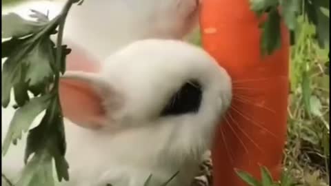 Aww Cute! ❤️ Lovable Bunnies🐇