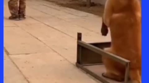 Checkout how hard this DOG was trained.