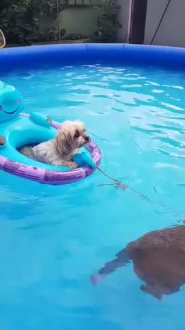 Boston Terrier tows doggy friend around in the pool