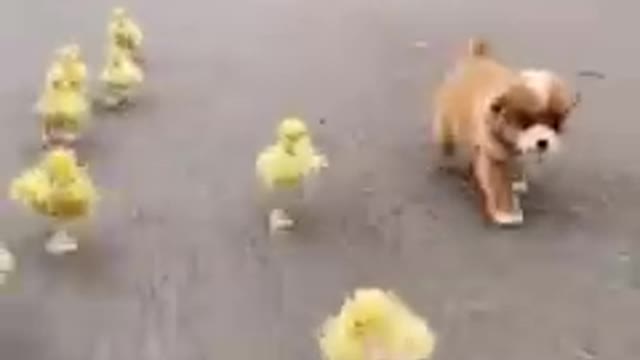 Running competition between puppy and Chicks