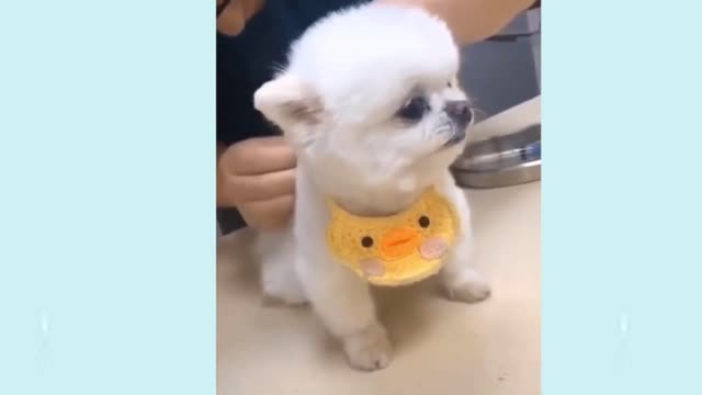 Cute Puppies and Smart Dogs Cute 18