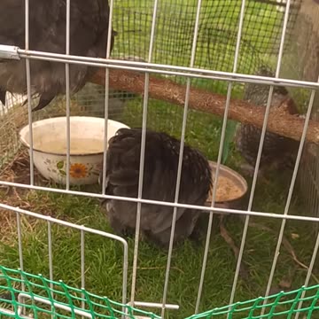 Young chickens with crests and a duck with a bad leg, Zelda.