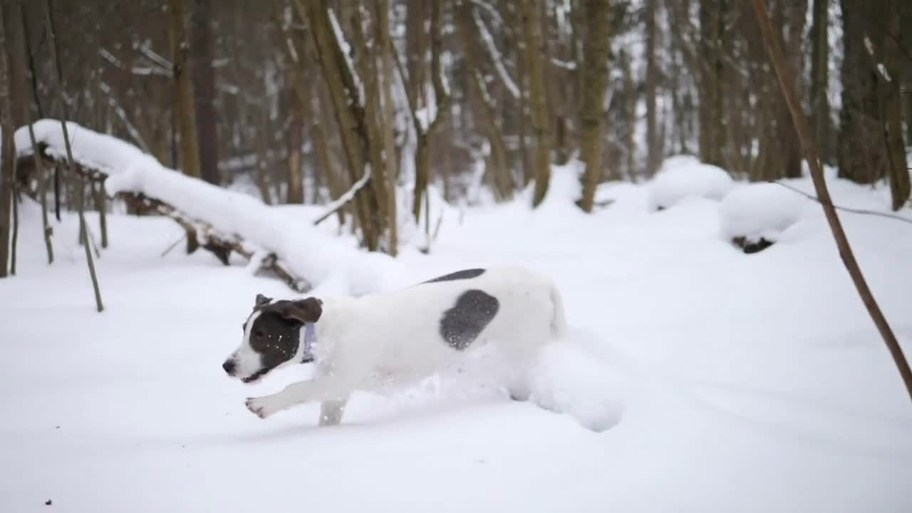 Active Cheerful Dog Running In Snow In Winter Forest