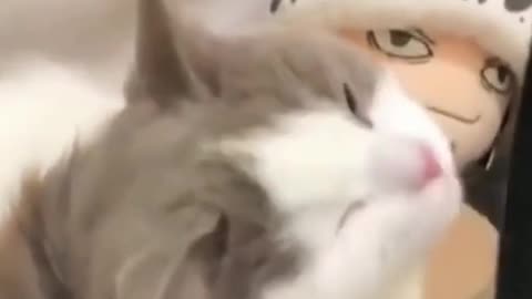 funny videos of animals