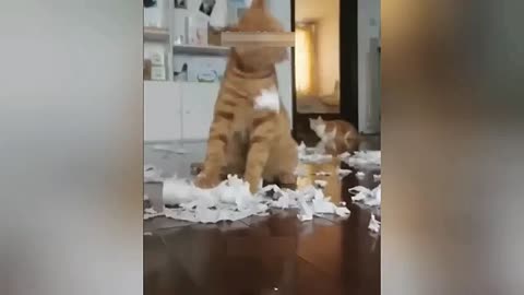 Funniest Cats and Dogs Video Part 2