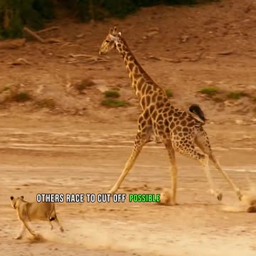 TIGER ATTACK ZARRAFA,ESCAPE,LIFE,VIRAL,TRENDING