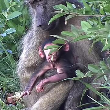 Newborn baboon on our African wildlife cam 😍