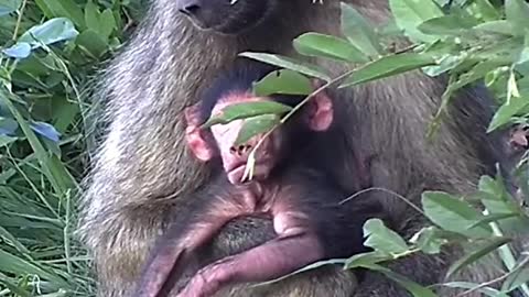 Newborn baboon on our African wildlife cam 😍